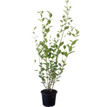 Ligusterpflanze im Topf