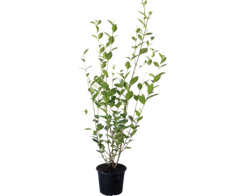 Ligusterpflanze im Topf