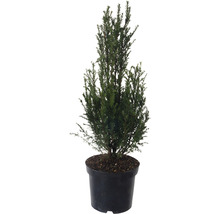 Eibe im Topf für den Garten