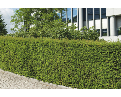 Schnitthecke aus Thuja vor einem Gebäude.