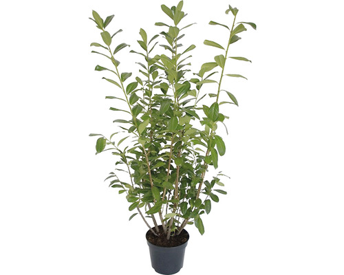 Lorbeerkirsche in einem Topf