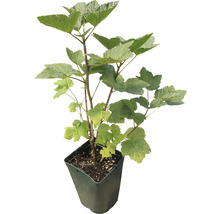 Johannisbeerstrauch im Topf