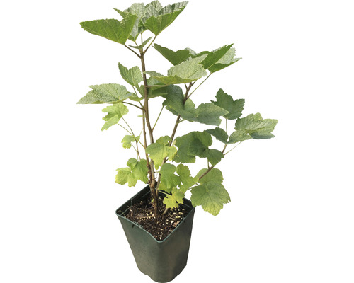 Johannisbeerstrauch im Topf