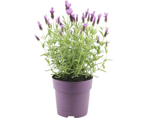 Schopflavendel FloraSelf Lavandula stoechas 'Anouk' H 20-25 cm Ø 15 cm Topf rosa