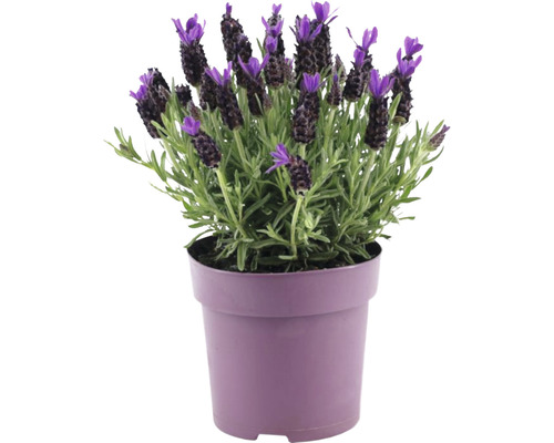 Schopflavendel FloraSelf Lavandula stoechas 'Anouk Premium Star' H 20-25 cm Ø 15 cm Topf Schopflavendel FloraSelf Lavandula stoechas 'Anouk Premium Star' H 20-25 cm Ø 15 cm Topf