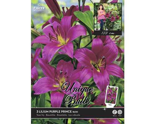 Blumenzwiebel Lilie 'Purple Prince' lila, 3 Stk
