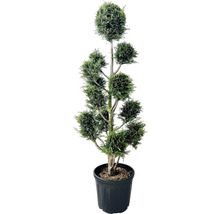 Dekorative Zypresse im Topf mit kunstvollem Formschnitt für den Garten