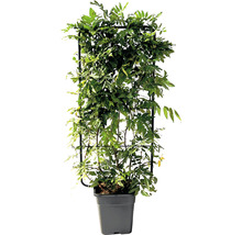 Kletterpflanze mit Rankhilfe im Topf