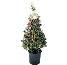 Stechpalme im Topf mit roten Beeren und grünen Blättern