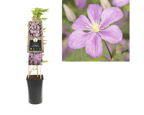 Clematis im Topf mit Rankhilfe