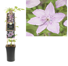 Clematis Pflanze im Topf