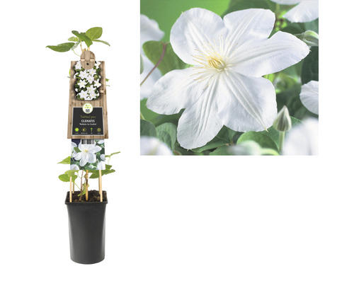 Clematis Pflanze im Topf mit Rankhilfe