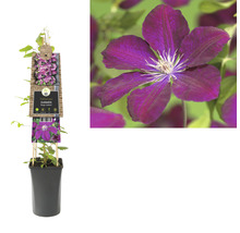 Clematis im Topf mit Rankhilfe