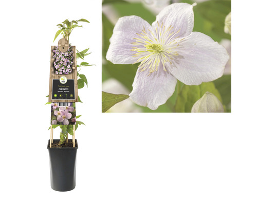 Clematis montana Mayleen Pflanze im Topf mit Blüte
