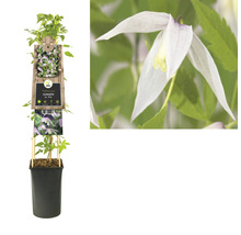 Clematis im Topf mit Rankhilfe und Blüte im Detail
