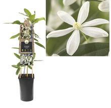 Waldrebe immergrün Clematis armandii Co 2,3l