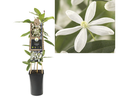 Clematis Pflanze im Topf mit Rankhilfe und weißen Blüten