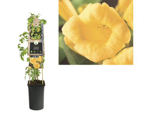 Gelbe Klettertrompete im Topf mit Nahaufnahme einer Blüte
