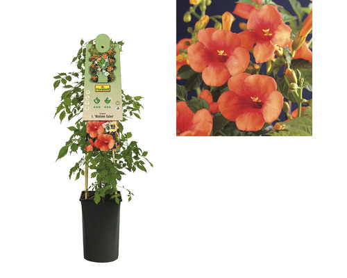 Trompetenblume in einem Topf