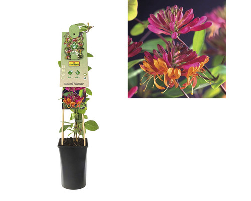 Geißblatt ''Goldflame'' im Topf