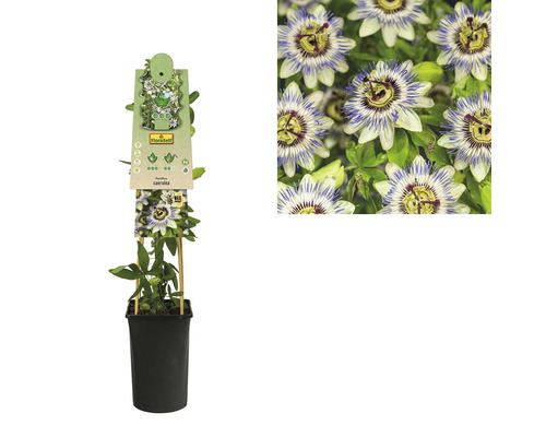 Passionsblume im Topf mit Rankhilfe und Nahaufnahme der Blüte