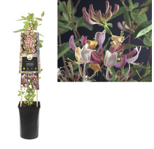 Duftheckenkirsche im Topf mit Blüten