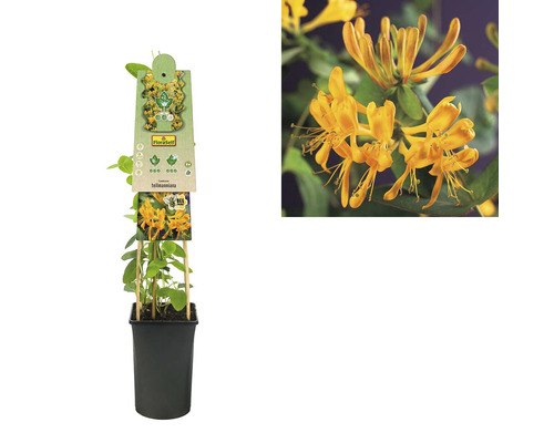 Gold-Geißblatt Pflanze im Topf