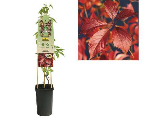 Jungpflanze des Wilden Weins im Topf mit Rankhilfe