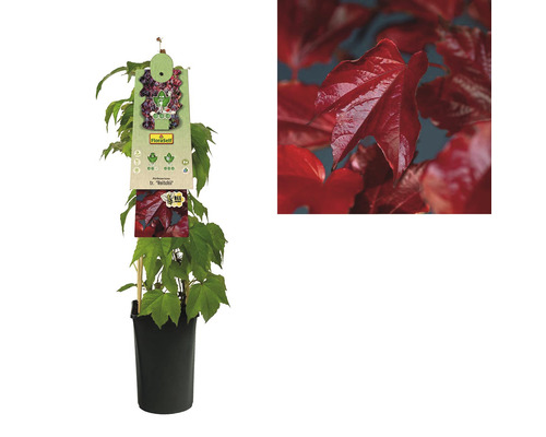 Jungfernrebe im Topf mit rotem Herbstlaub und Detailaufnahme der Blätter