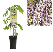 Blauregen FloraSelf Wisteria floribunda 'Rosea' H 50-70 cm Co 2,3 L