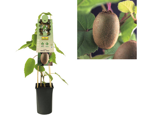 Kiwi Pflanze im Topf