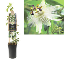 Passionsblume FloraSelf Passiflora caerulea 'Constance Elliott' H 50-70 cm Co 2,3 L-thumb-1