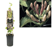 Geissblatt, Heckenkirsche FloraSelf Lonicera caprifolium H 50-70 cm Co 2,3 L