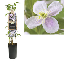 Clematis Montana Pink Perfection im Topf