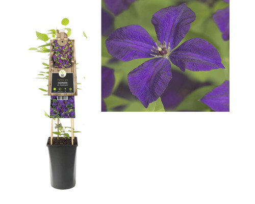 Clematis im Topf mit Rankhilfe und Blütenabbildung