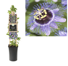 Passionsblume FloraSelf Passiflora-Cultivars 'Purple Rain' H 50-70 cm Co 2,3 L