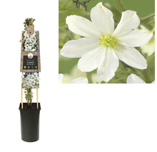 Clematis im Topf mit Rankhilfe und Blüte
