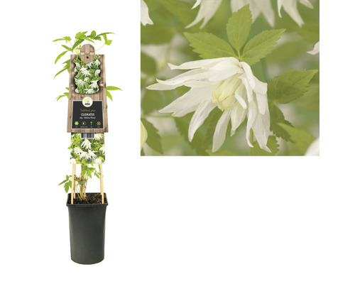 Clematis Pflanze in einem Topf
