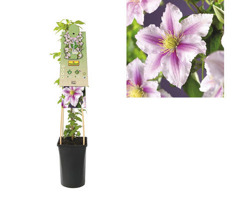 Clematis im Topf mit Rankhilfe