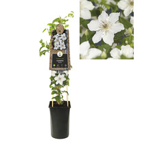 Clematis Pflanze im Topf