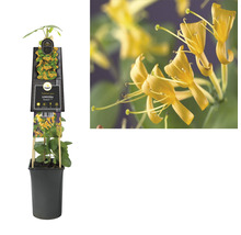 Im Bild ist eine Mandevilla-Kletterpflanze im Topf zu sehen, die für den Gartenbau verwendet wird.