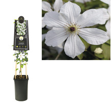 Clematis im Topf mit Rankhilfe und weißen Blüten