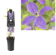 Clematis im Topf mit Rankhilfe