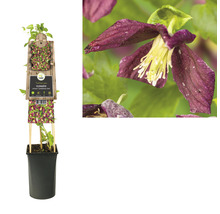Clematis im Topf mit Rankhilfe