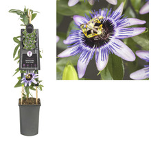 Passionsblume im Topf mit Rankhilfe und Blüte