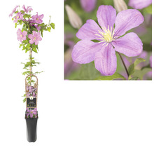 Clematis Pflanze im Topf mit Rankhilfe und lila Blüten