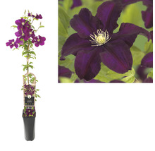 Clematis Pflanze im Topf mit Blüte