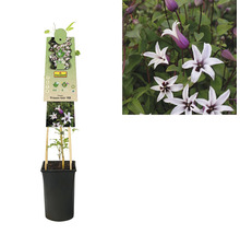 Clematis ''Princess Kate'' im Topf mit Rankhilfe