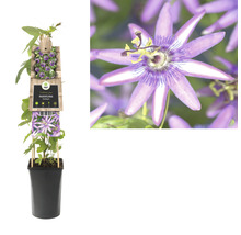 Passionsblume Passiflora 'Amethyst' H 70-75 cm Co 2,3 L-thumb-1