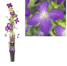 Clematis in einem Topf mit Rankhilfe und einer Nahaufnahme der Blüte.